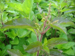 กะเพรา ผักเครื่องเทศยอดนิยม ต้านมะเร็ง