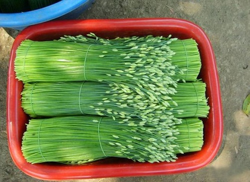 กุนช่ายขาว-3