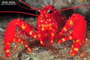 [สนมั๊ย!]กุ้งเครฟิช ขายส่งโรงแรม-ภัตตาคาร กิโลละ 3,000฿.