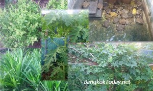 ลดรายจ่าย เพิ่มรายได้ ด้วยการเลี้ยงสัตว์ ปลูกพืชผักผลไม้ ที่บ้าน