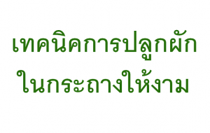 เทคนิคการปลูกผักในกระถางให้งอกงาม