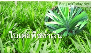 ปลูกใบเตยขาย ปลูกครั้งเดียวเก็บขายได้หลายปี