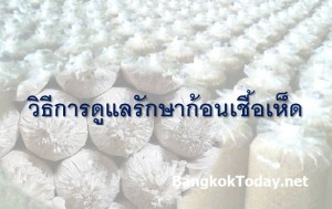 วิธีการดูแลรักษาก้อนเชื้อเห็ดและจัดการก้อนเชื้อเห็ดเก่า
