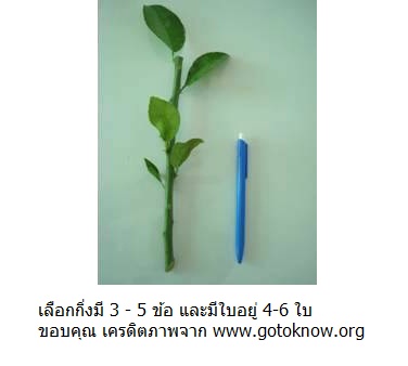 การชำกิ่งมะนาว