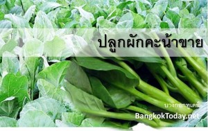 ปลูกผักคะน้าขาย ผักทำเงินที่น่าสนใจ เพาะปลูกได้แทบทุกสภาพดิน