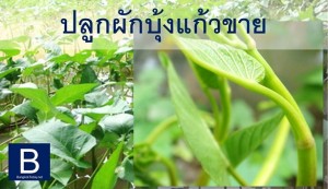 วิธีปลูกผักบุ้งแก้วขาย เป็นพืชผสมในนาข้าว ทางเลือกเสริมรายได้ให้มันคงขึ้น