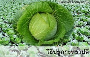 วิธีปลูกกะหล่ำปลี  สำหรับปลูกขาย