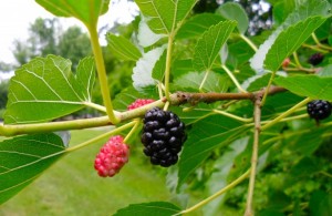 หม่อน ลดความดันโลหิตสูง พร้อมสรรพคุณอีกเพียบ++