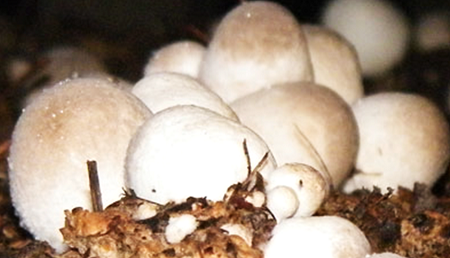 เห็ดฟาง ที่มาภาพจาก mushroomfarn.blogspot.com/