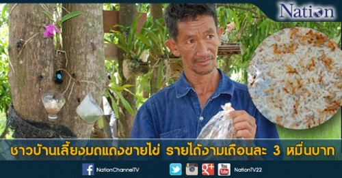 เลี้ยงมดแดง-ขายไข่มดแดง ที่มาภาพจาก www.nationtv.tv