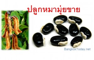 ปลูกหมามุ่ยขาย ได้ราคาดี ราคาแปรรูปสูงถึง 80,000บาท/กิโลกรัม