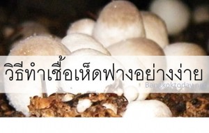 วิธีทำเชื้อเห็ดฟางอย่างง่าย จากดอกเห็ดฟางสด ทำได้ด้วยตัวเอง