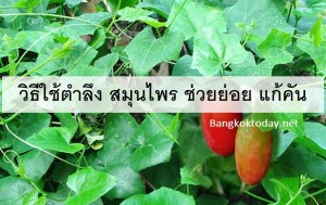 วิธีใช้ตำลึง สมุนไพร ช่วยย่อย แก้คัน