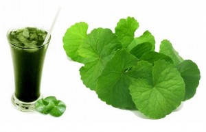 วิธีทำน้ำใบบัวบก ช่วยบำรุงร่างกายสารพัดประโยชน์