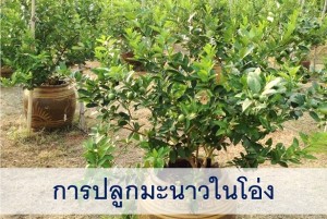 การปลูกมะนาวในโอ่ง ก็น่าสนใจ สำหรับปลูกไว้กินไว้ขาย