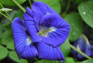 อัญชัน สรรพคุณเพียบ! ต้านอนุมูลอิสระ ยาปลูกผม