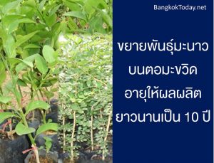 ขยายพันธุ์มะนาวบนตอมะขวิด อายุให้ผลผลิตยาวนานเป็น 10 ปี