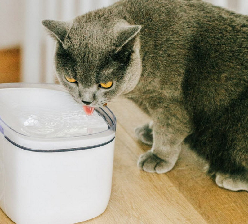 ผู้ช่วยเลี้ยงน้องหมาน้องแมวสุดไฮเทคแห่งยุคนี้ !