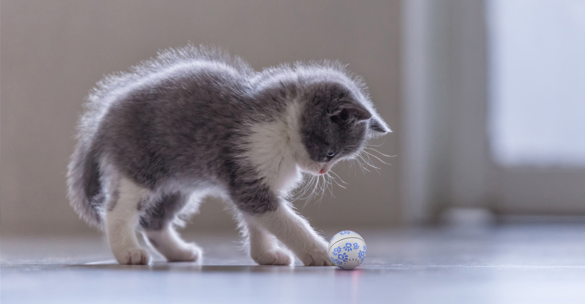 ผู้ช่วยเลี้ยงน้องหมาน้องแมวสุดไฮเทคแห่งยุคนี้