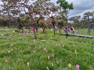 ทุ่งดอกกระเจียยว