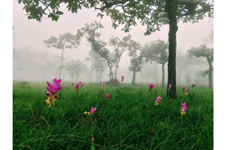 ทุ่งดอกกระเจียว