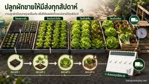 วิธีปลูกผักขาย แสดง แปลงหรือถาดปลูกที่แบ่งเป็นหลายรุ่นหรือหลายโซน