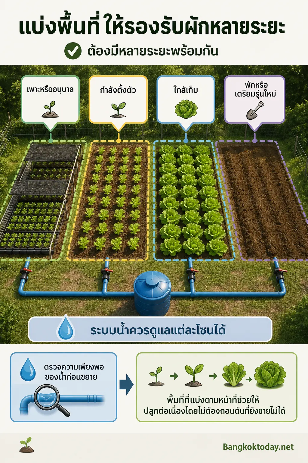 อินโฟกราฟิก วิธีปลูกผักขาย แสดง จัดพื้นที่ให้รองรับการปลูกต่อเนื่อง แผนผังพื้นที่แบบโซน: เพาะ/อนุบาล ตั้งตัว ใกล้เก็บ