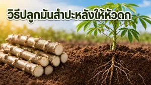 วิธีปลูกมันสำปะหลังให้หัวดก ตั้งแต่เลือกท่อนพันธุ์จนถึงจัดการดินก่อนลงปลูก