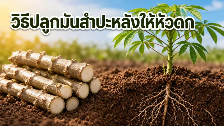 วิธีปลูกมันสำปะหลังให้หัวดก ตั้งแต่เลือกท่อนพันธุ์จนถึงจัดการดินก่อนลงปลูก