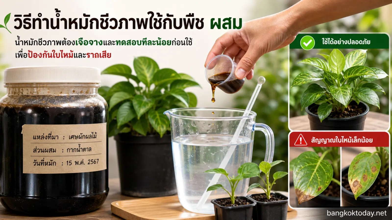 วิธีทำน้ำหมักชีวภาพใช้กับพืช ผสมอย่างไรไม่ให้เข้มเกินจนใบไหม้และรากเสีย