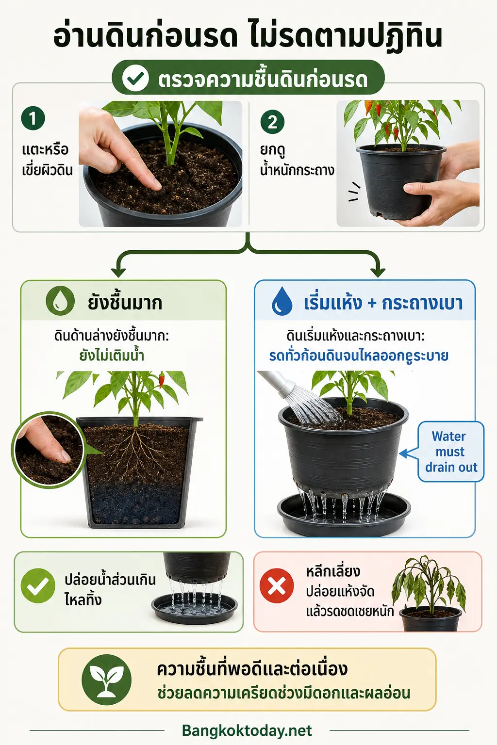 อินโฟกราฟิกอธิบาย ดูแลต้นพริกด้วยจังหวะที่ไม่ทำให้รากเครียด