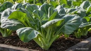 ปลูกคะน้าให้ใบใหญ่ แสดง recognizable Chinese kale (คะน้า/kailan)