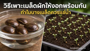 วิธีเพาะเมล็ดผัก แสดง เมล็ดขนาดใหญ่หรือเปลือกแข็งในน้ำสะอาด