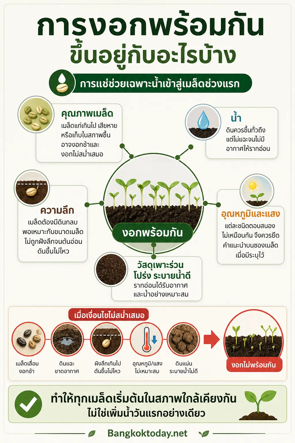 อินโฟกราฟิก เมล็ดผักไม่งอก แสดง การงอกพร้อมกันขึ้นอยู่กับอะไรบ้าง วางผลลัพธ์กลางเป็นต้นกล้าขนาดใกล้กัน แล้วเชื่อม 5