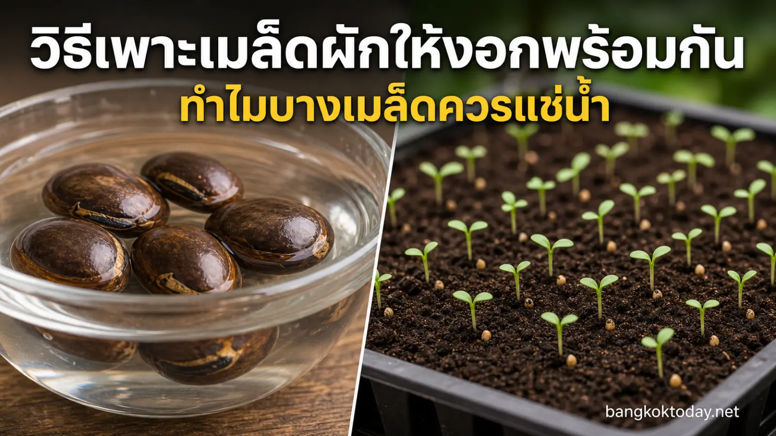 วิธีเพาะเมล็ดผัก แสดง เมล็ดขนาดใหญ่หรือเปลือกแข็งในน้ำสะอาด