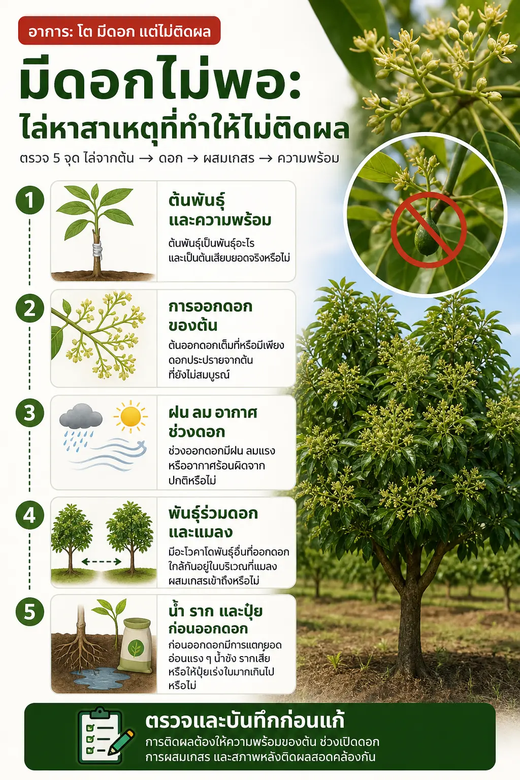 วิธีปลูกอะโวคาโด — ผังตรวจสอบจากอาการ “ดอกแต่ไม่ติดผล” แตกเป็น 5 จุดตรวจตามเวลา: ต้นพันธุ์และความสมบูรณ์ →