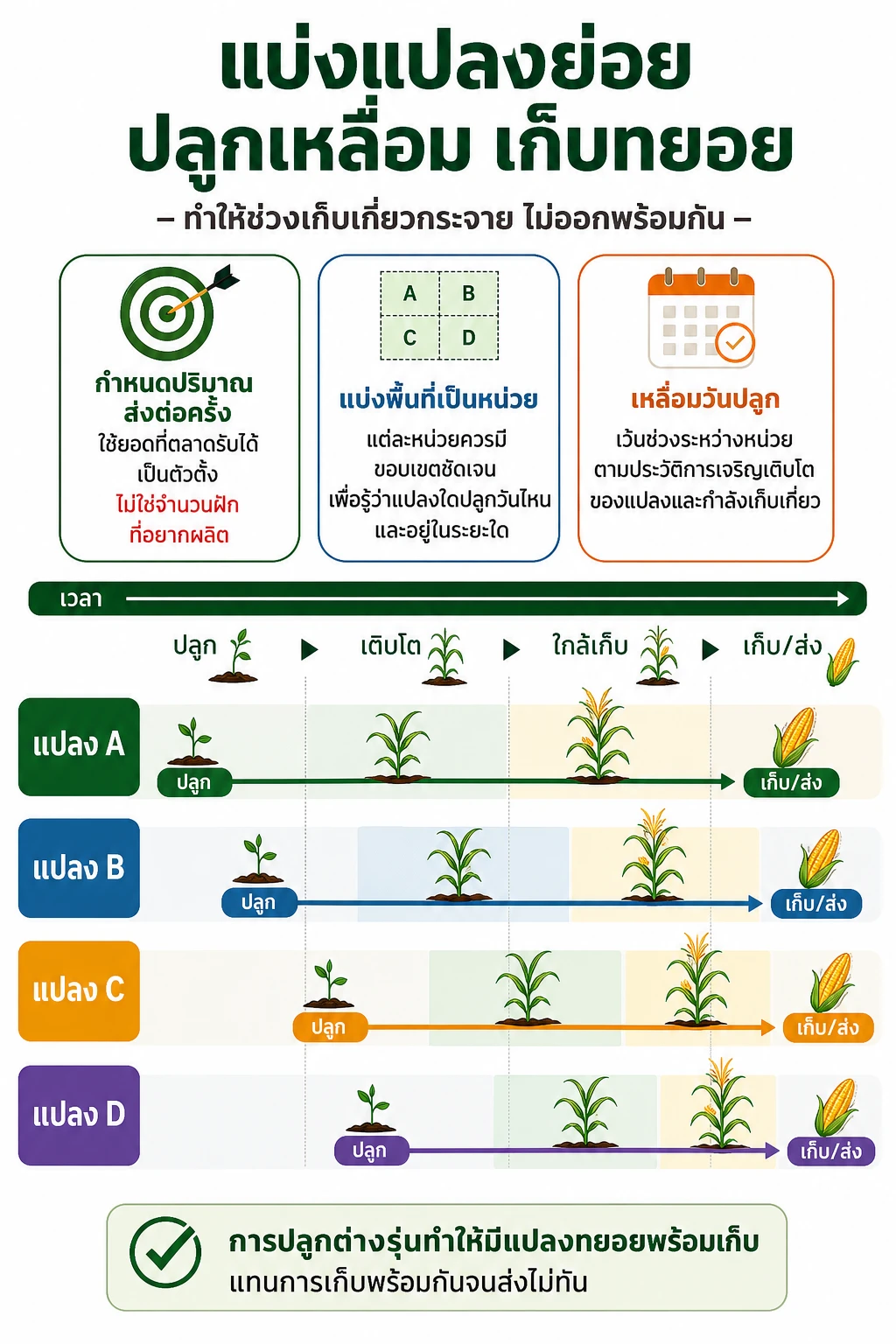 วิธีปลูกข้าวโพดฝักอ่อน — แสดงแปลง A, B, C, D บนไทม์ไลน์เดียวกัน: เริ่มปลูกต่างช่วง → เติบโตต่างรุ่น →
