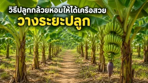 วิธีปลูกกล้วยหอมให้ได้เครือสวย วางระยะปลูกอย่างไรไม่ให้ต้นแย่งอาหารกันเอง