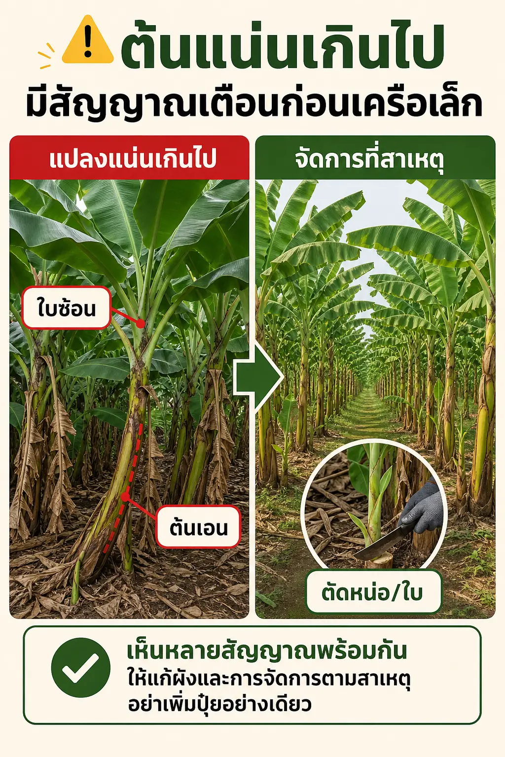 วิธีปลูกกล้วยหอม — ซ้ายไปขวา: สัญญาณร่วมในแปลงแน่น เชื่อมไปสู่ผลกระทบต่อแสง อากาศ และการทำงาน