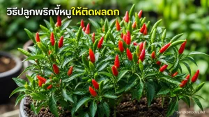 วิธีปลูกพริกขี้หนู แสดง Healthy bird's eye chili plant