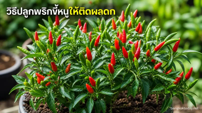 วิธีปลูกพริกขี้หนู แสดง Healthy bird's eye chili plant