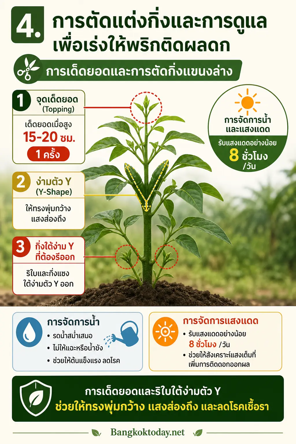 อินโฟกราฟิกอธิบาย 4. การตัดแต่งกิ่งและการดูแลเพื่อเร่งให้พริกติดผลดก