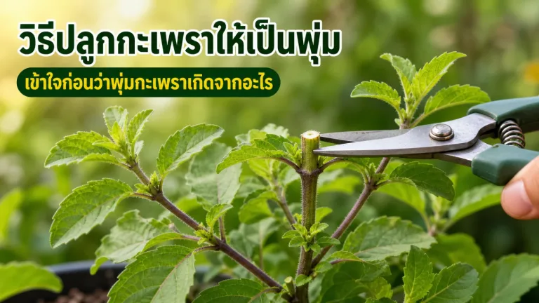 วิธีปลูกกะเพราให้เป็นพุ่ม เก็บยอดได้นานกว่าเดิมด้วยการตัดแต่งให้ถูกจังหวะ