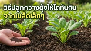 วิธีปลูกกวางตุ้งให้โตทันกิน จากเมล็ดเล็กๆ สู่ผักเต็มแปลงโดยไม่ปลูกแน่นเกินไป