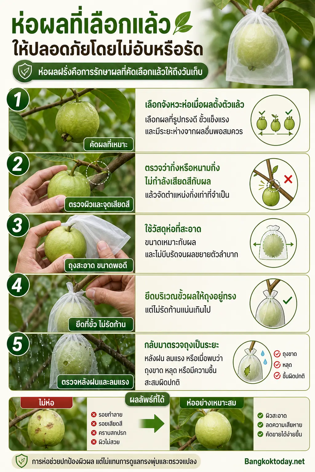 อินโฟกราฟิกอธิบาย ห่อผลฝรั่งคือการรักษาผลที่คัดเลือกแล้วให้ถึงวันเก็บ