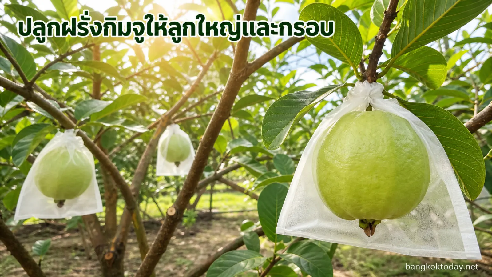 วิธีปลูกฝรั่งกิมจู แสดง ทรงพุ่มฝรั่งที่โปร่ง มีแสงส่องผ่าน ไม่รกทึบ
