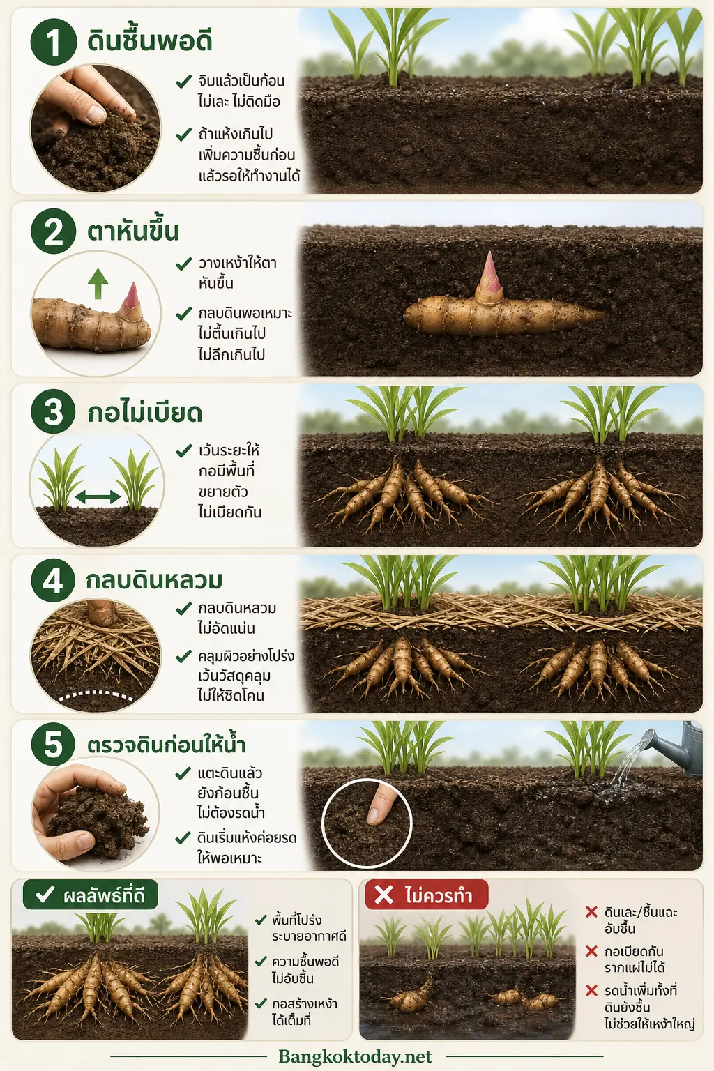ตัดขวางแปลงเรียง 5 ขั้นจากเตรียมดินชื้นพอดี → วางตาหันขึ้นและกลบดินพอเหมาะ → วิธีปลูกกระชายให้มีพื้นที่สร้างเห