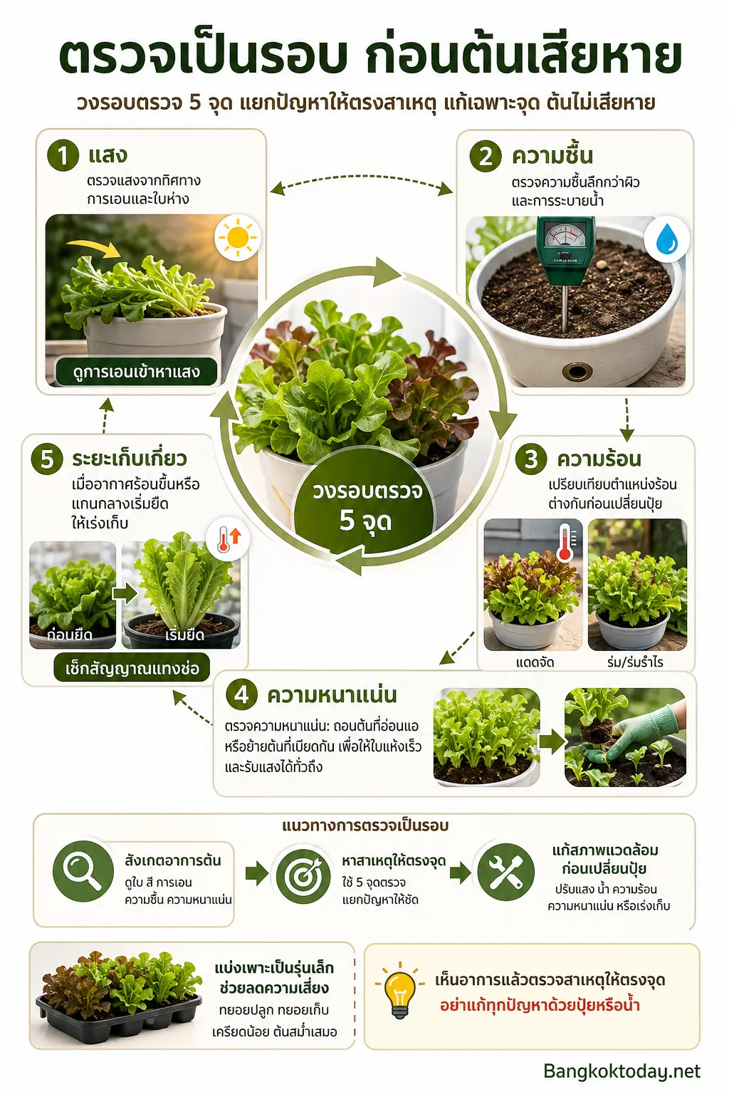 อินโฟกราฟิกอธิบาย แผนดูแลผักสลัดในกระถางแบบตรวจเป็นรอบ