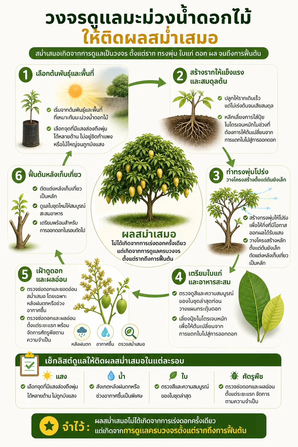 วงจรต่อเนื่อง 6 ช่วงจากเลือกต้นพันธุ์และพื้นที่ → สร้างรากและสมดุลต้น → วางโครงสร้างทรงพุ่มโ สรุปภาพรวม: