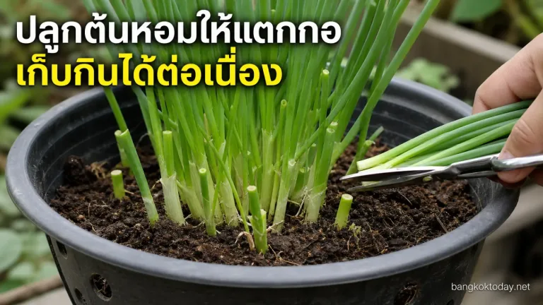 ปลูกต้นหอมให้แตกกอ แสดง กอต้นหอมจริงในกระถางที่มีรูระบายน้ำหรือบริบทกระถางปลูกชัดเจน